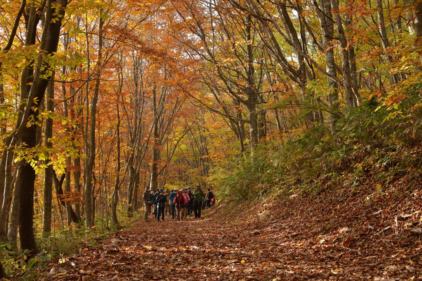 紅葉のトンネルを歩く秋の世界谷地原生花園